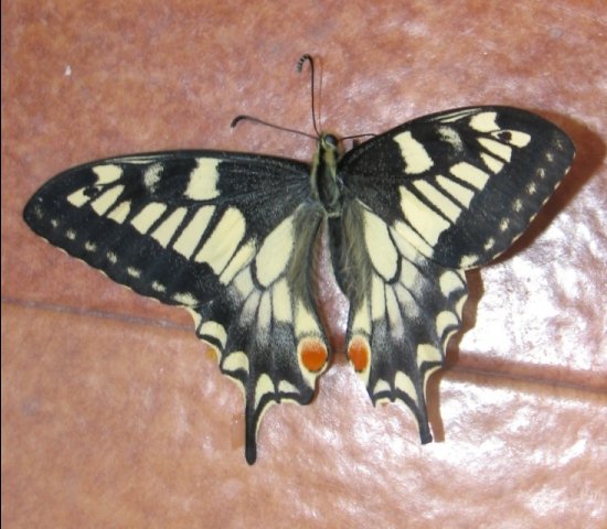 Papilo machaon Aberration 0002 no blue (Internet Image property of respective owner, non-commercial use only)